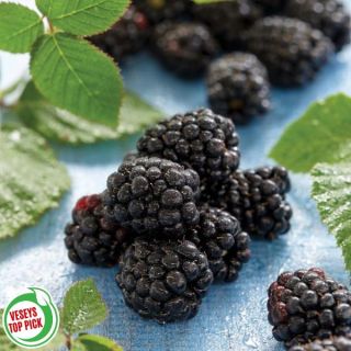 Chester Blackberry Thumbnail